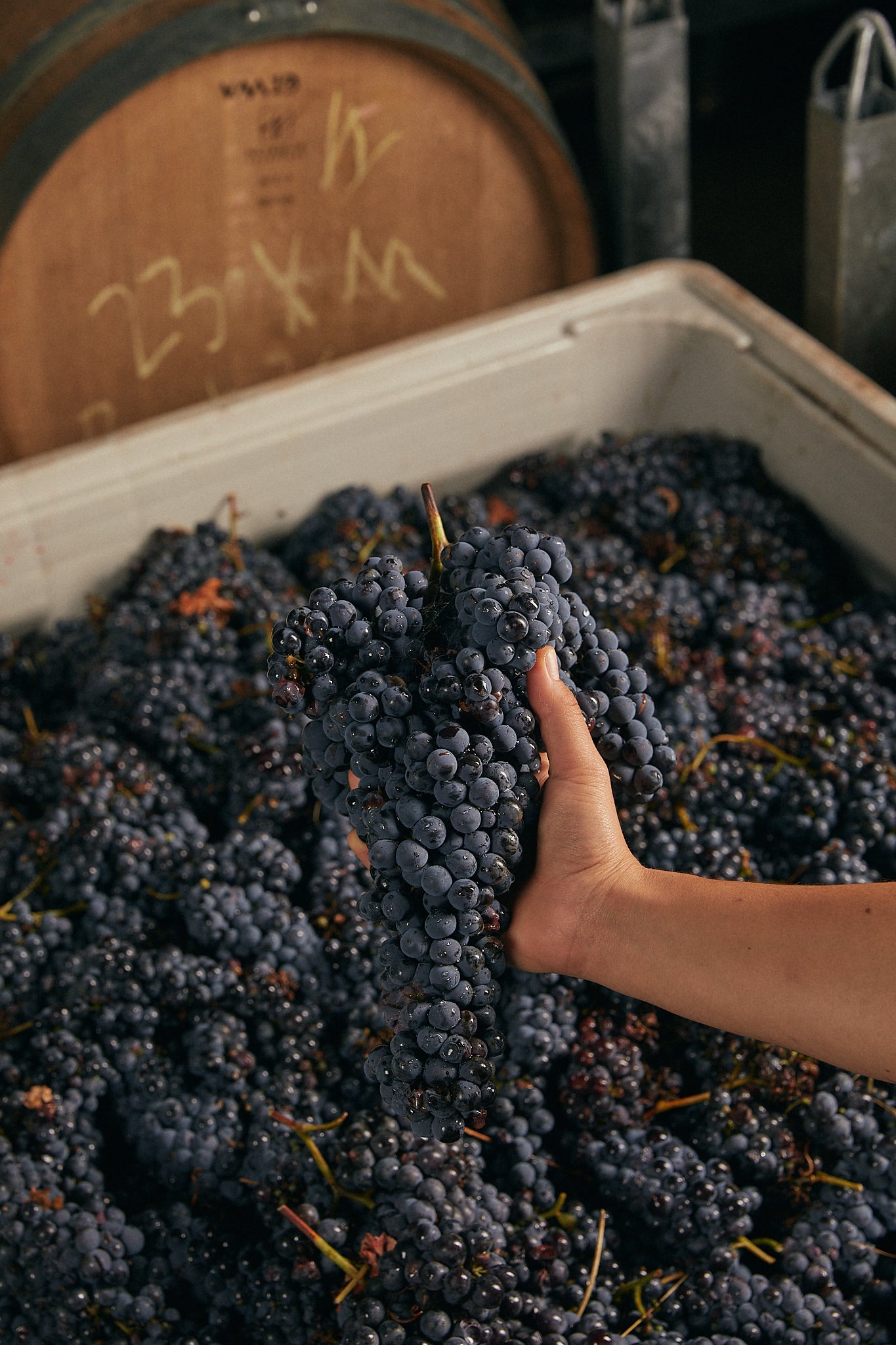 Brendan Black on Vinea Marson in Winepilot
