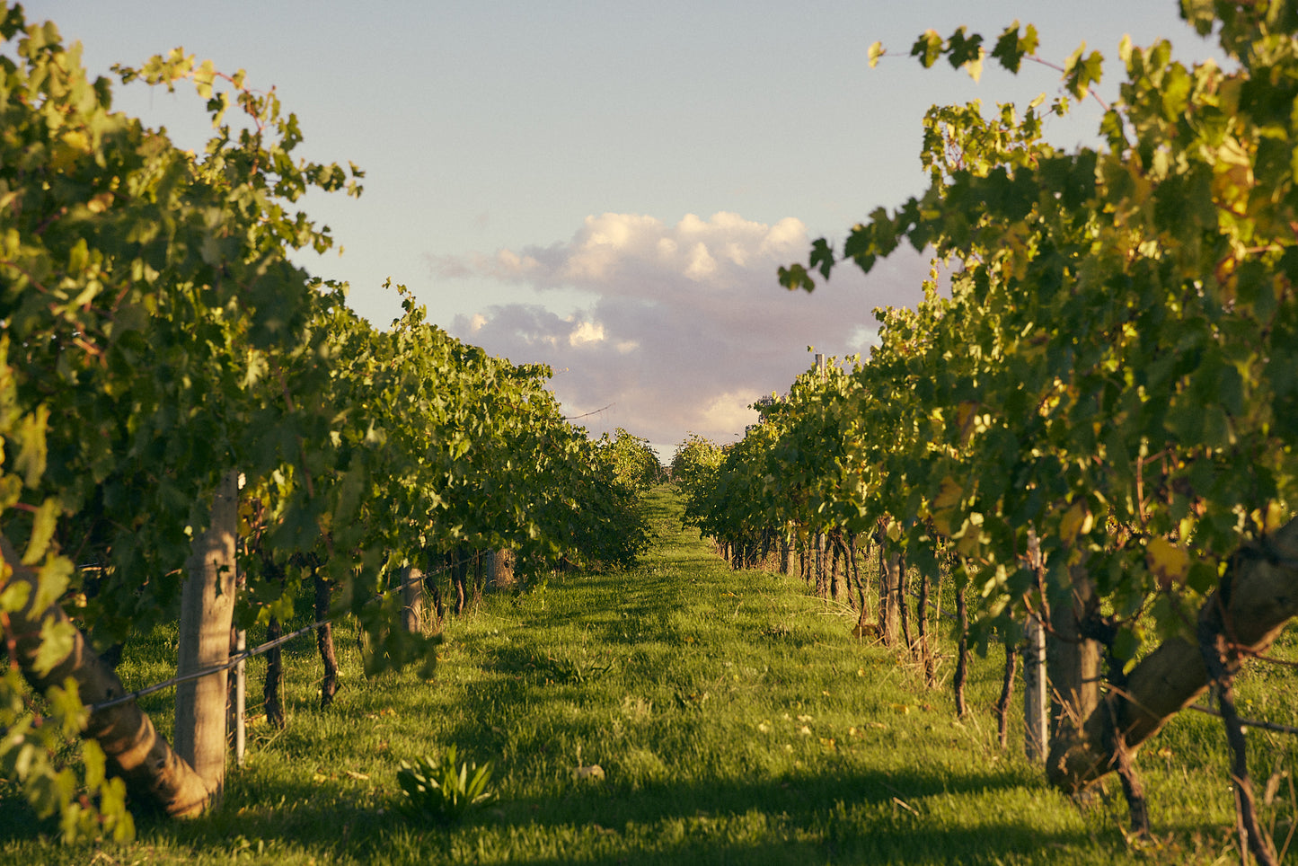 Lush green rows of Italian grape vines stretching across the landscape of the Vinea Marson winery in Heathcote, Victoria.