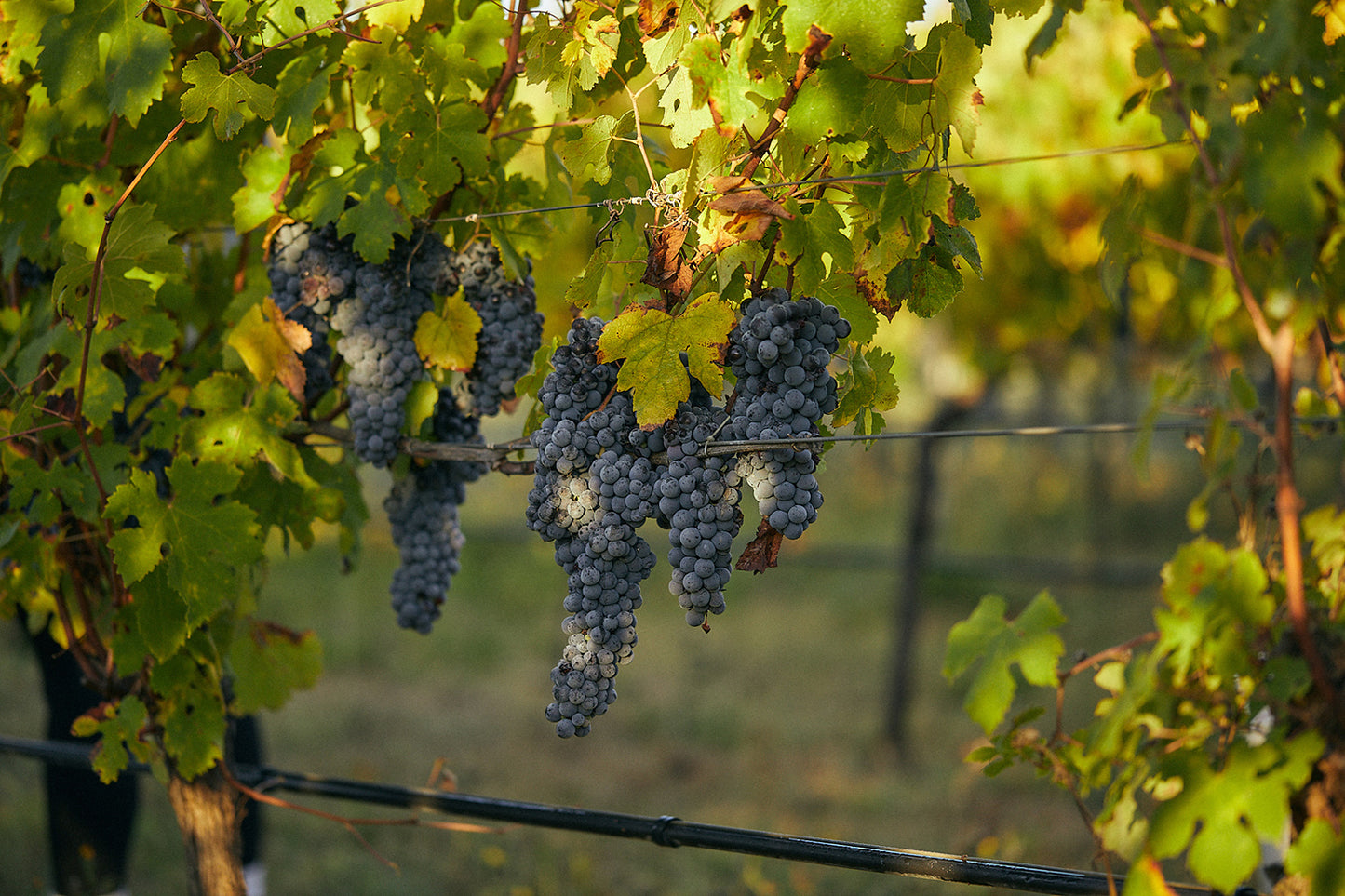Vinea Marson Winery