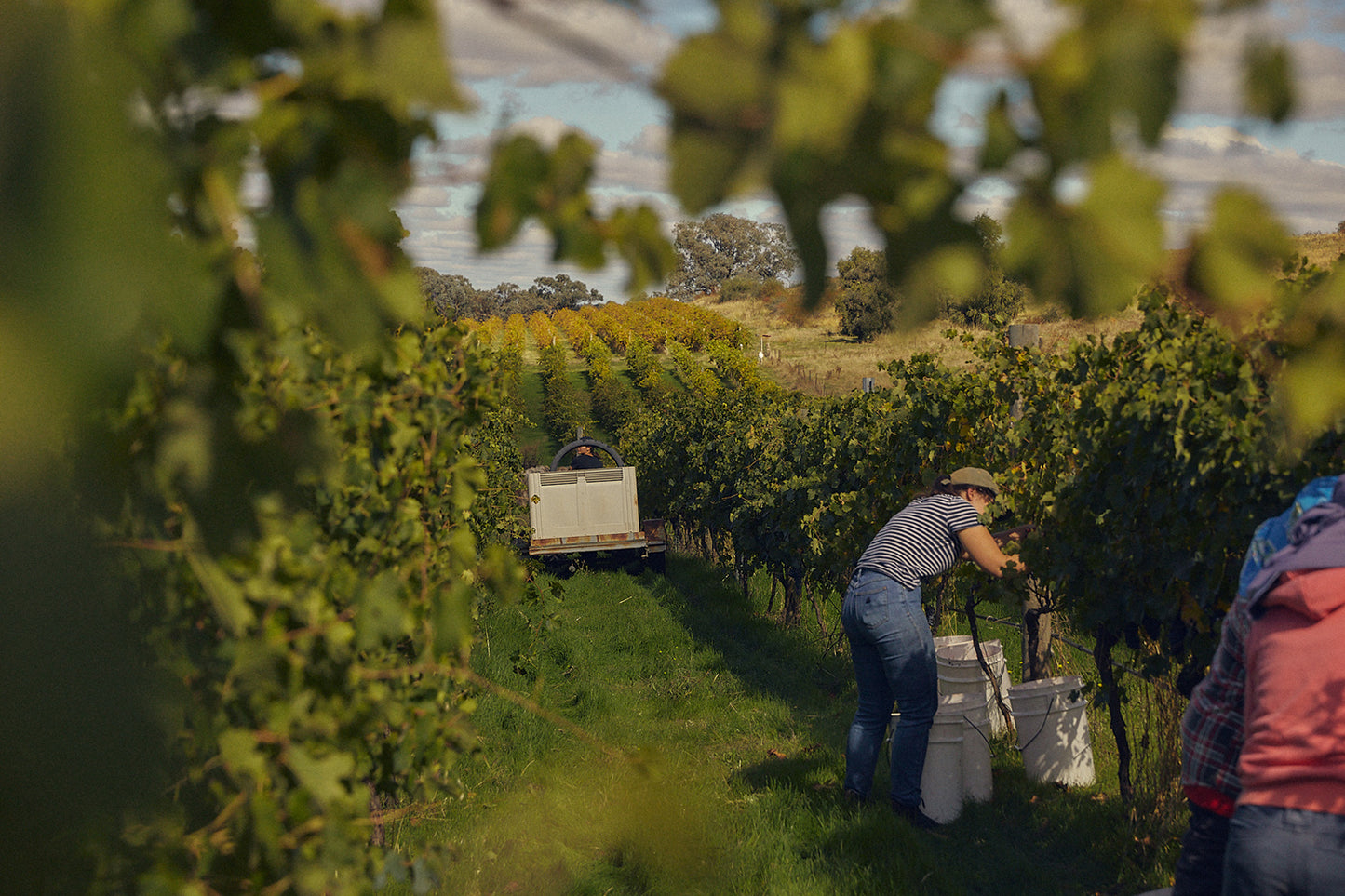Vinea Marson Winery